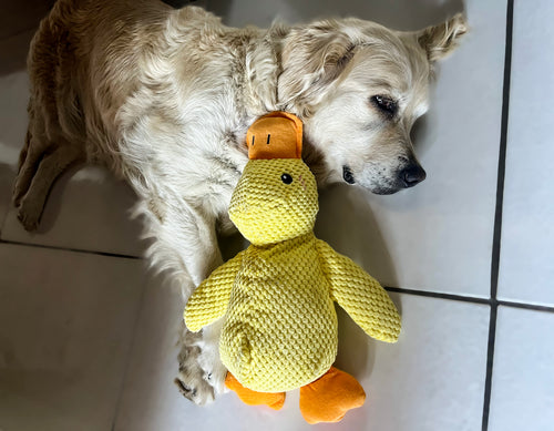 Grande peluche canard jaune 42 cm — jouet résistant pour chiens de taille moyenne et grande
