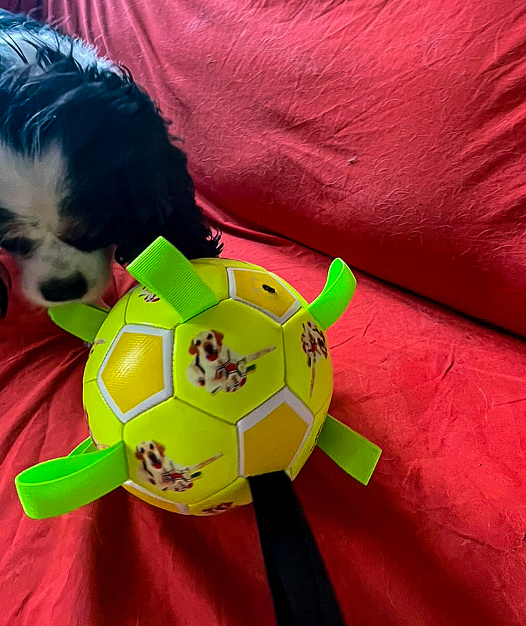 Ballon à lanières interactif fluorescent pour toutes les races de chiens