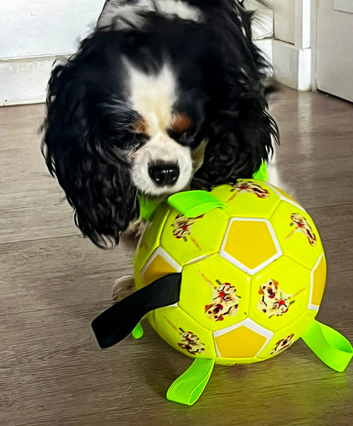 Ballon à lanières interactif fluorescent pour toutes les races de chiens